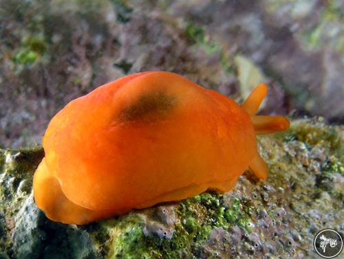 Berthellina ilisima from Mexico