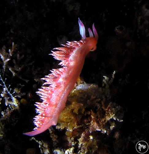 Flabellina telja from Mexico