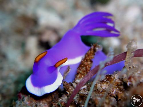 Hypselodoris sp. from Philippines