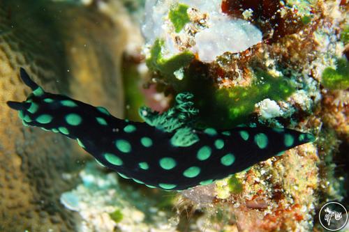 Nembrotha cristata from Indonesia