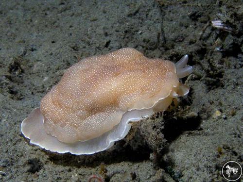 Berthella californica from USA