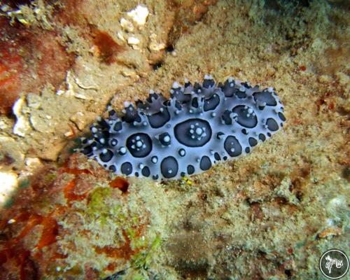 Ceratophyllidia papilligera from Dominican Republic