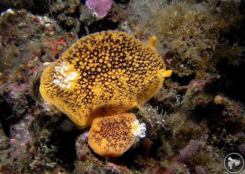 Peltodoris nobilis from USA