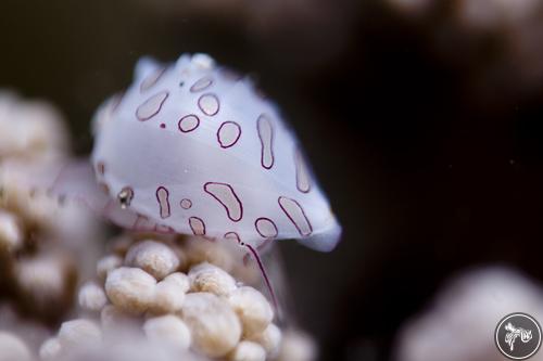 Diminovula margarita from Lembeh, Indonesia