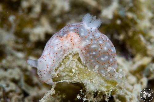 Gymnodoris sp. from Indonesia