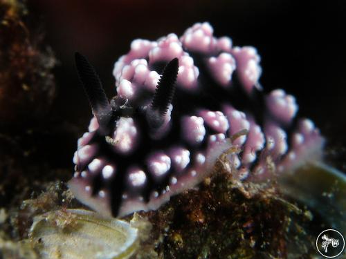 Phyllidiopsis burni from Guam