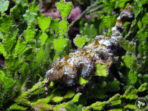 Pteraeolidia ianthina from Guam