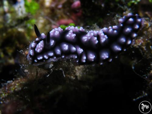 Phyllidiopsis burni from Guam