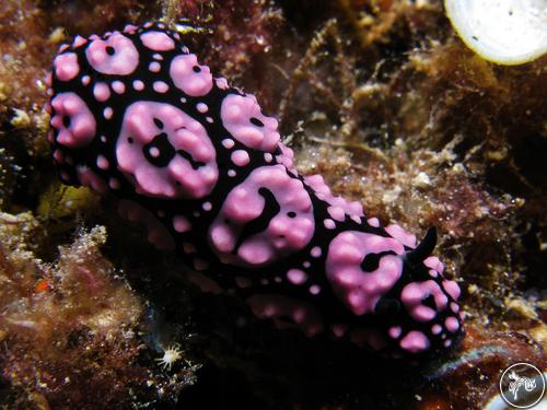 Phyllidiella annulata from Guam