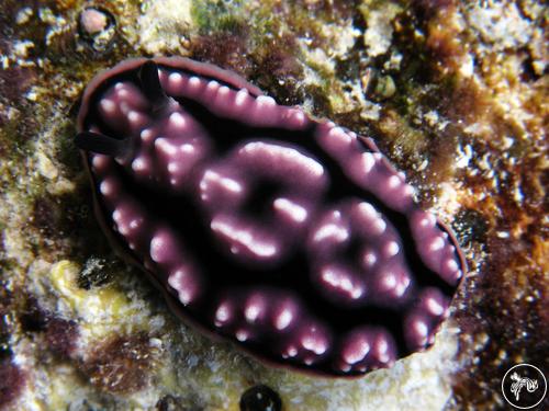 Phyllidiella sp. from Guam