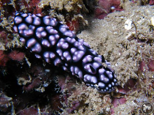 Phyllidiella pustulosa from Guam