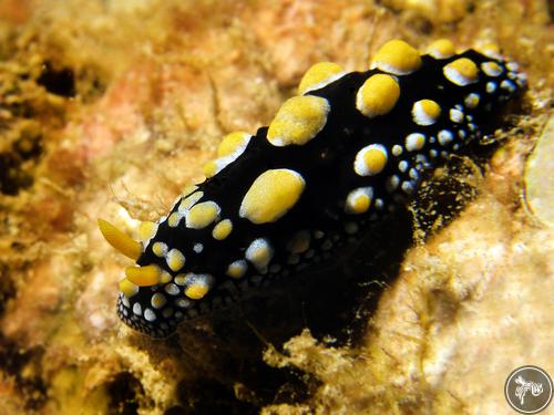 Phyllidia tula from Guam