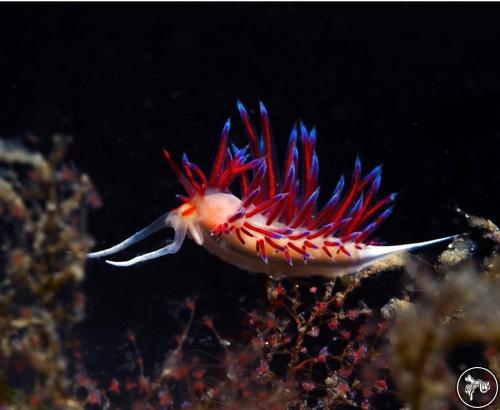 Cratena peregrina from Turkey