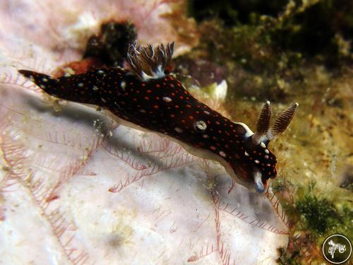 Nembrotha livingstonei from Guam