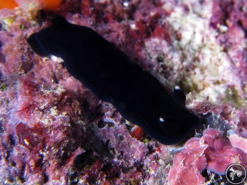 Dendrodoris nigra from Guam