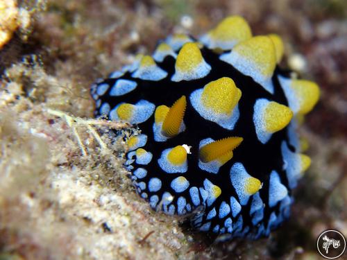 Phyllidia guamensis from Guam