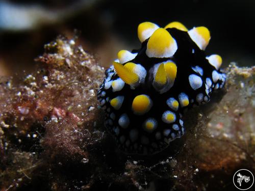 Phyllidia guamensis from Guam