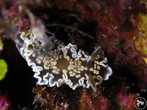 Ardeadoris tomsmithi from Guam