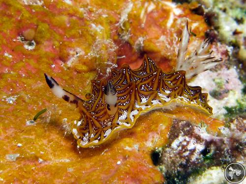 Halgerda tessellata from Guam