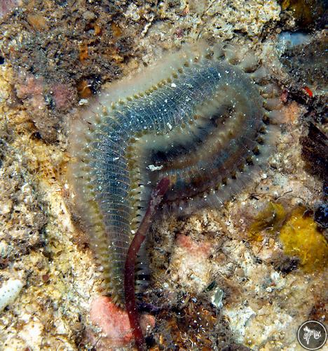 Eurythoe complanata from Malindi, Kenya