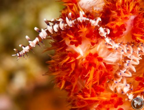 Alcyonosyllis phili from Apo Island, Philippines