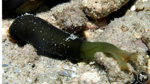 Bonellia viridis from Malindi, Kenya