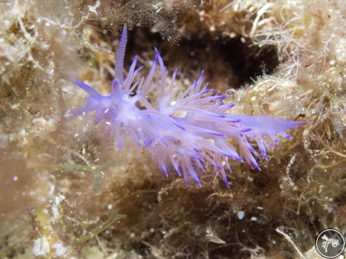 Flabellina affinis from Spain