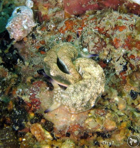 Plakobranchus ocellatus from Indonesia