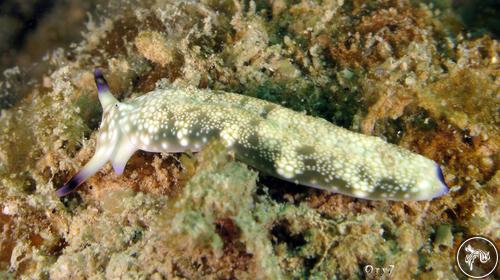 Plakobranchus ocellatus from Indonesia