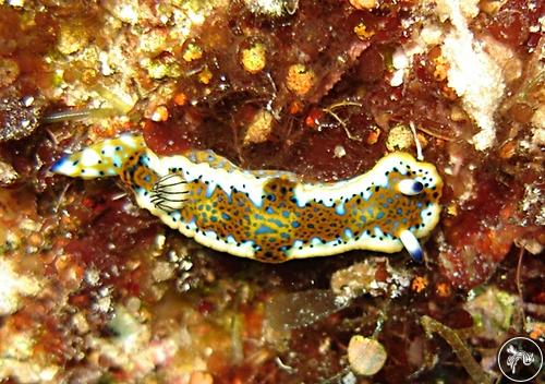 Hypselodoris olgae from Turks & Caicos Islands