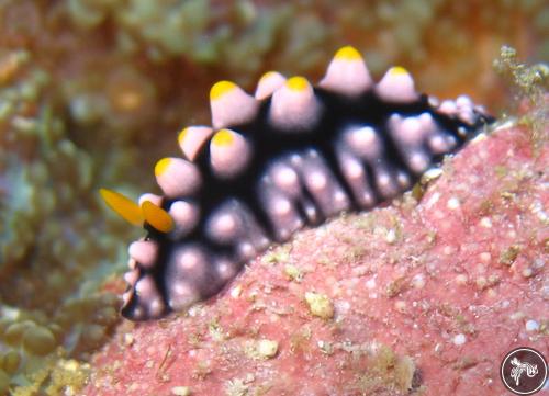 Phyllidia madangensis from Nthn. Mariana Islands