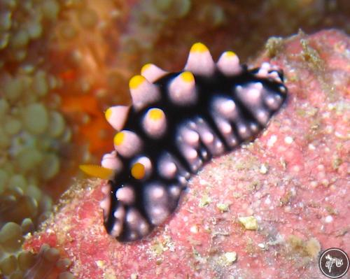 Phyllidia madangensis from Nthn. Mariana Islands