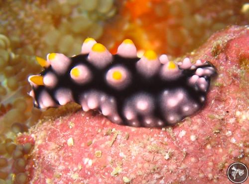 Phyllidia madangensis from Nthn. Mariana Islands