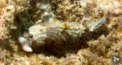 Dermatobranchus caesitius from Malindi, Kenya