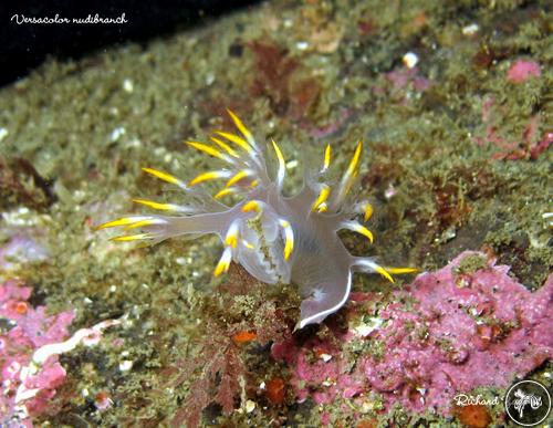 Dendronotus albus from USA