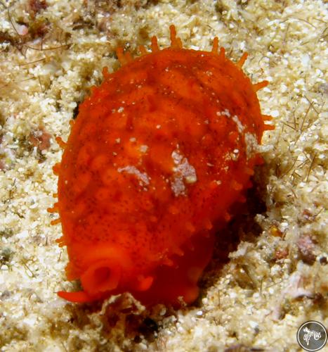 Cribrarula comma from Malindi, Kenya