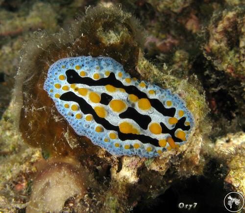 Phyllidia coelestis from Indonesia