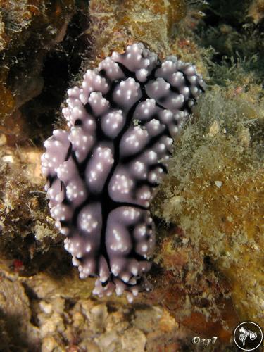 Phyllidiella granulata from Indonesia