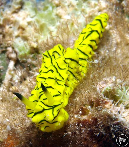 Notodoris minor from Kenya