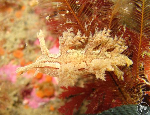 Dendronotus subramosus from USA