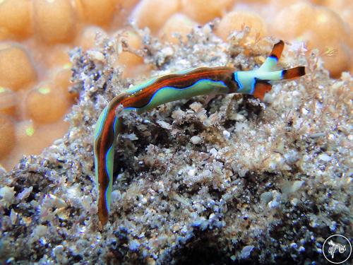 Thuridilla coerulea from Andaman & Nicobar Islands, India