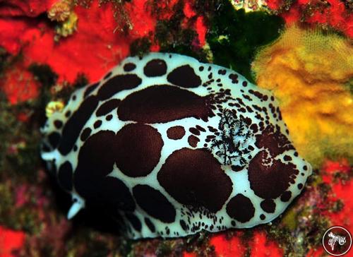 Peltodoris atromaculata from Turkey