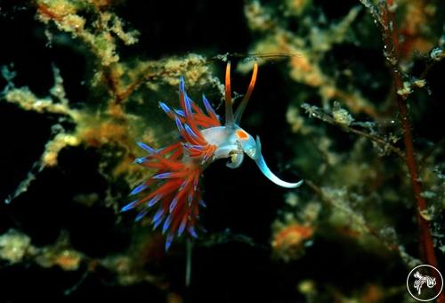 Cratena peregrina from Turkey