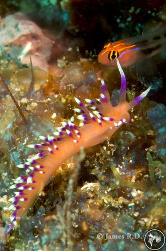 Flabellina marcusorum from Mexico