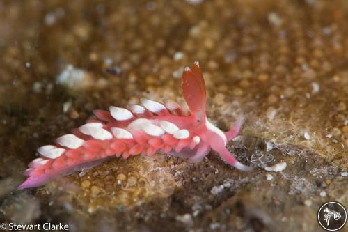 Babakina indopacifica from Anilao, Philippines