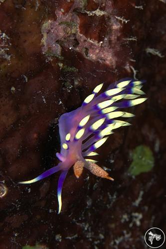 Coryphellina exoptata from Guam