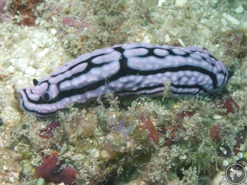 Phyllidiella meandrina from Kenya