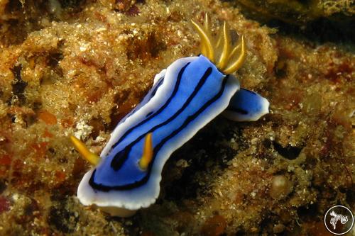 Chromodoris sp. from Philippines