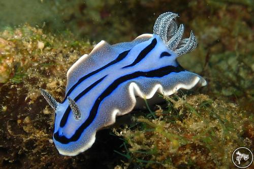 Chromodoris willani from Philippines