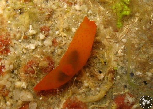 Gymnodoris inornata from Philippines